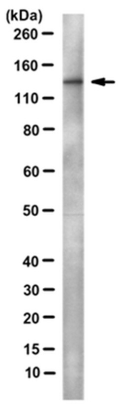 MilliporeSigma anti-DNA polymerase delta p125 Clone: 11E10.1, 100&mu;g,